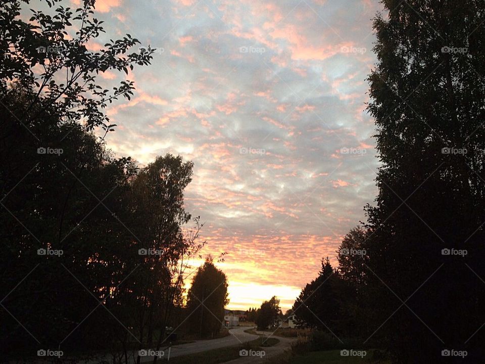 nature tree road sky by arman