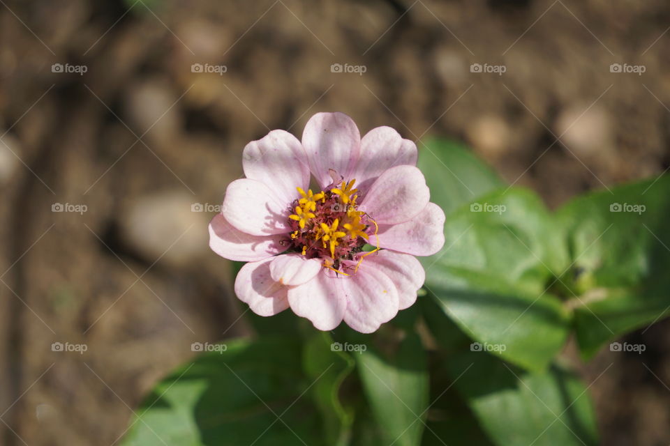 Zinnias
