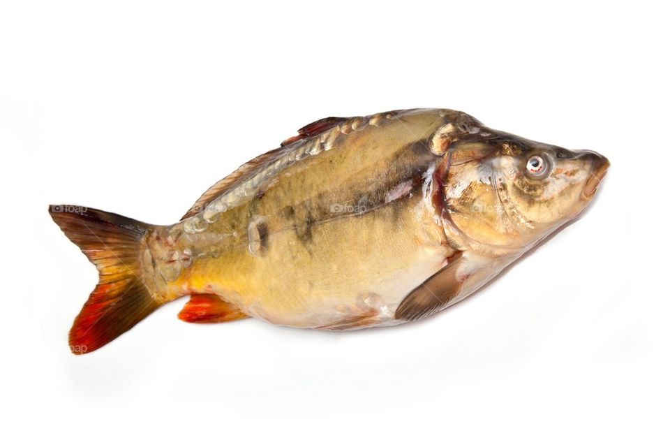 Mirror carp fish