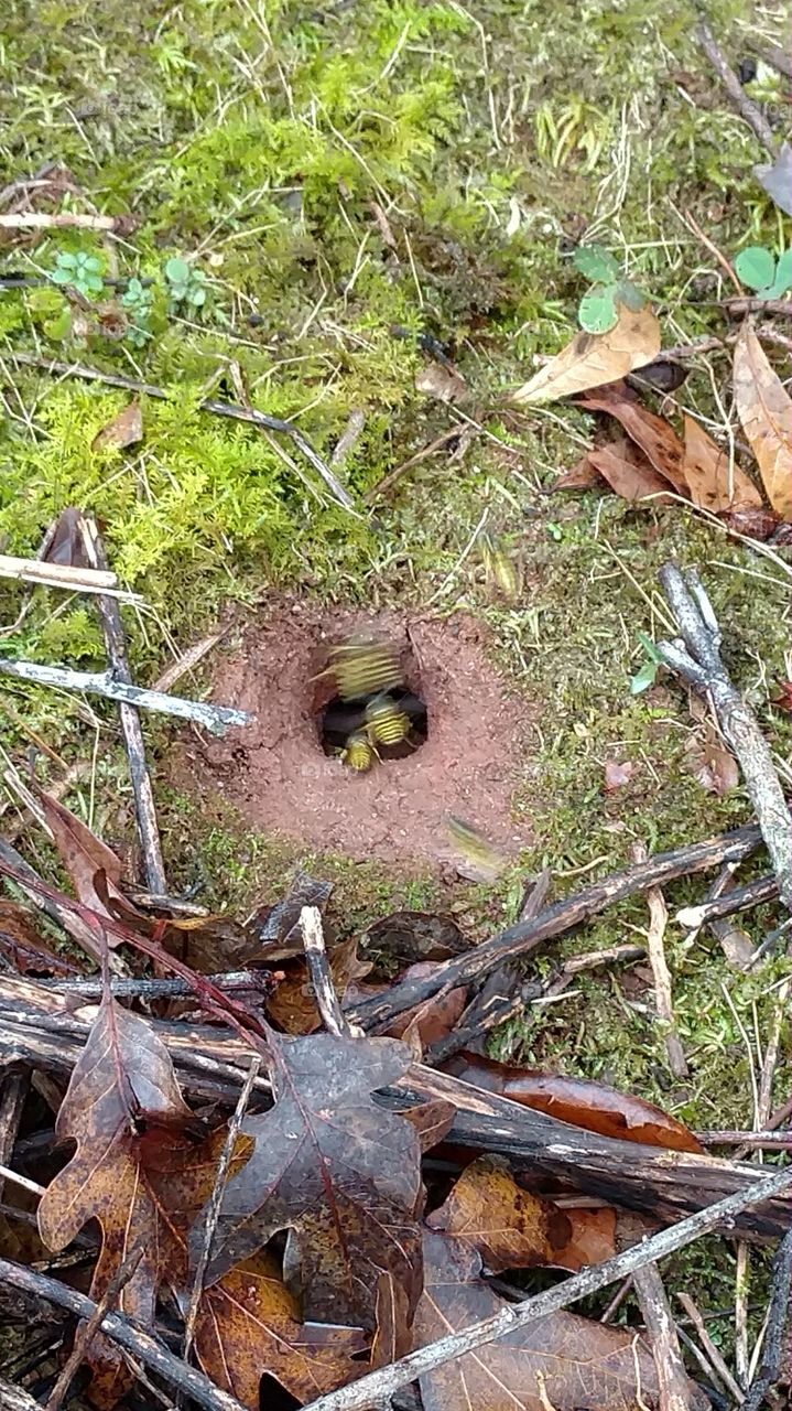 Leaf, Nature, Wood, Fall, Flora