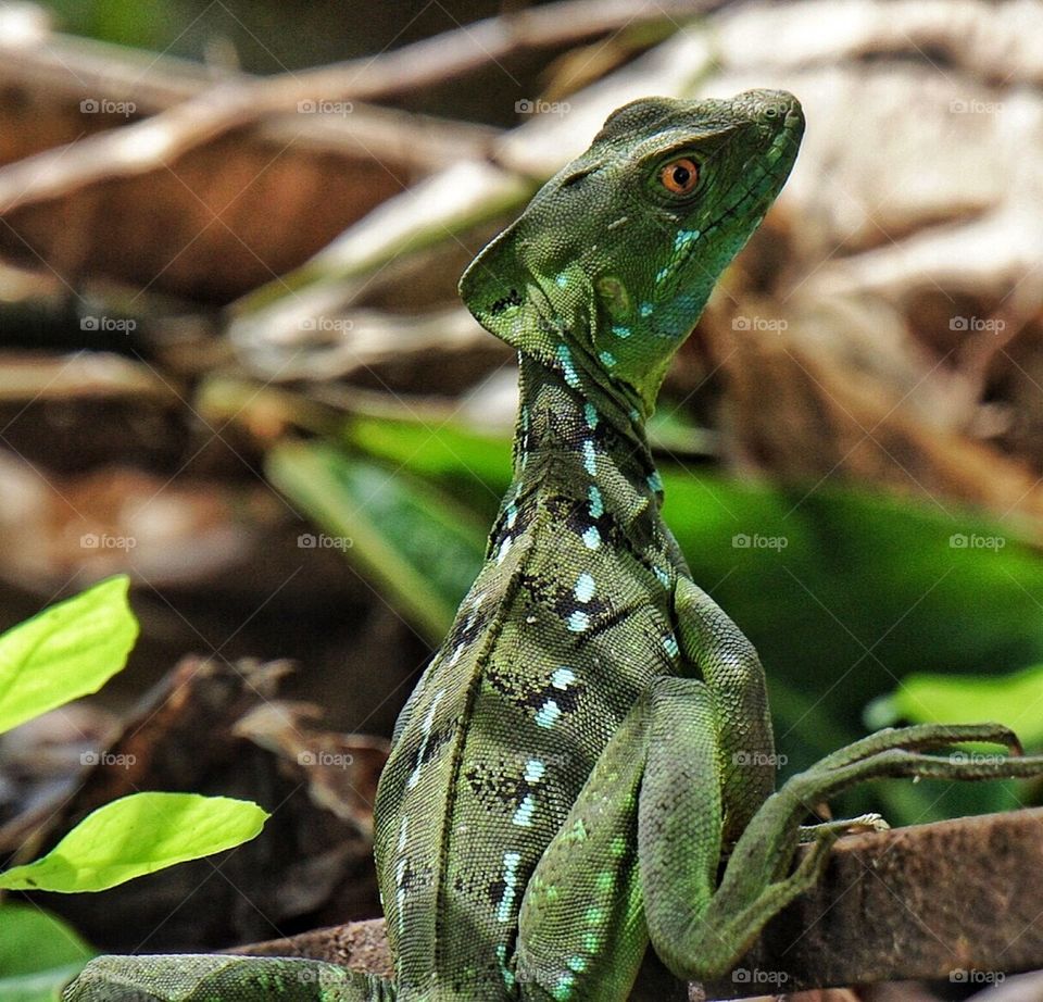 Green lizard