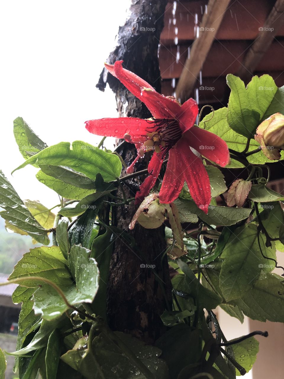 Flor vermelha no tronco, com folhas e chuva
