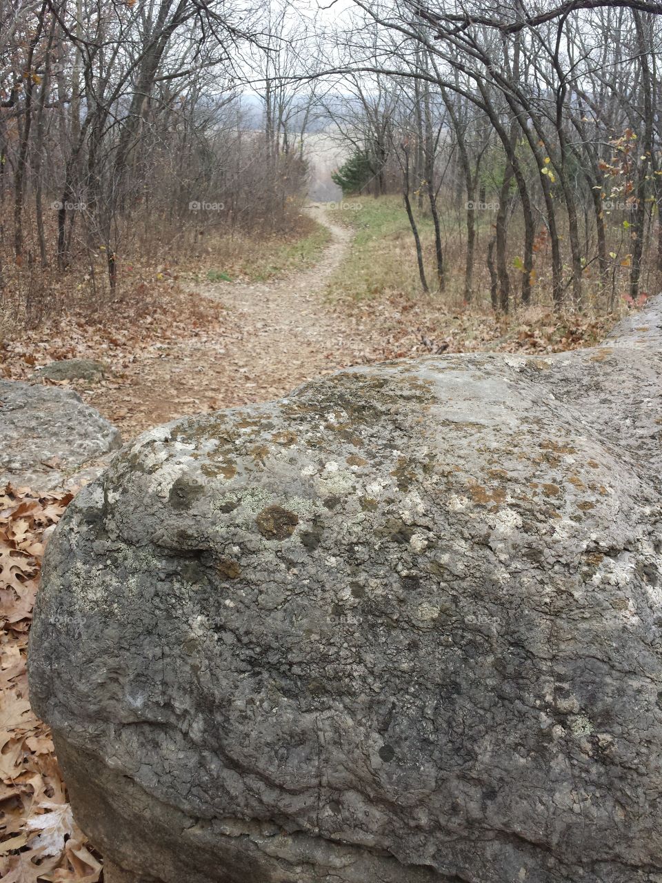 Dry autumn leaves falling on footpath