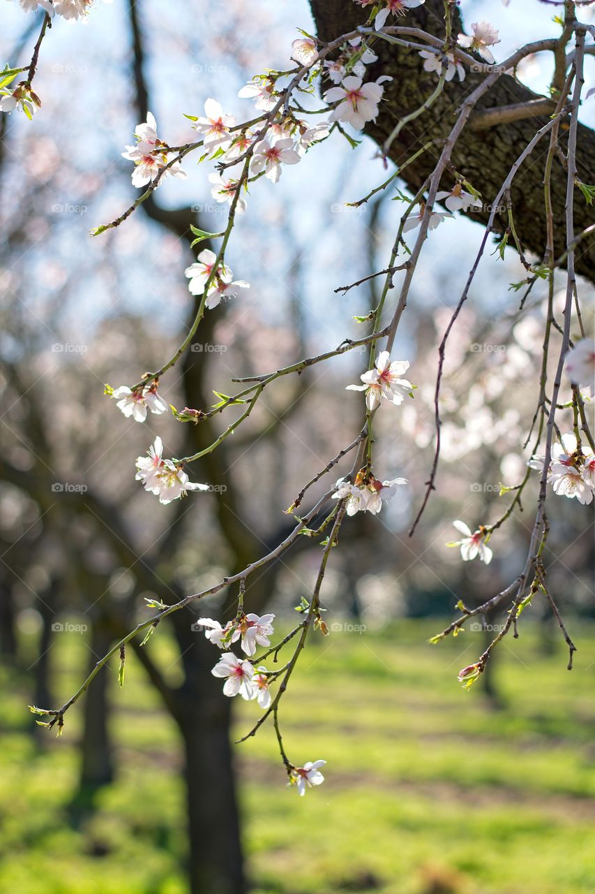 Almond tree with beautiful pink flowers and other trees in the background