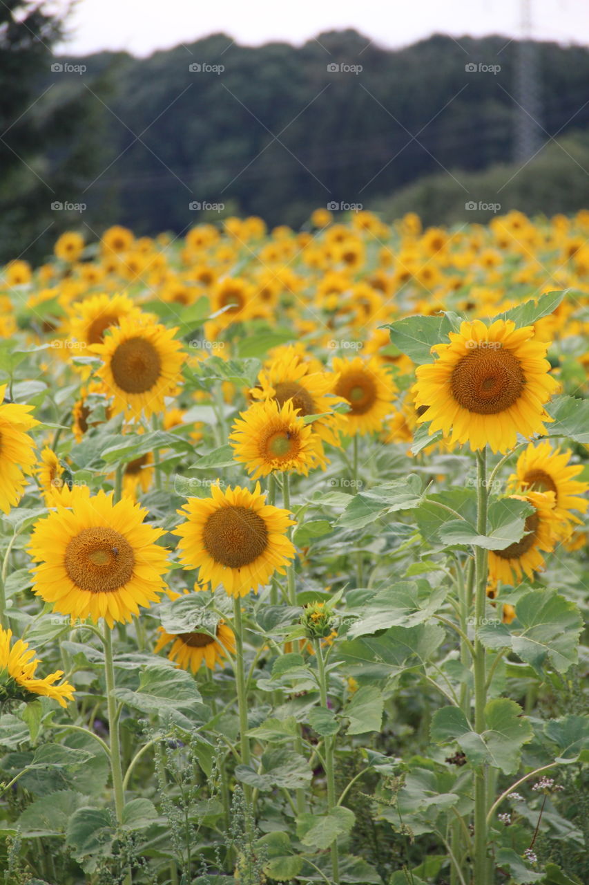 Sommerliches Sonnenblumenfeld aus einem Dorf selfmade