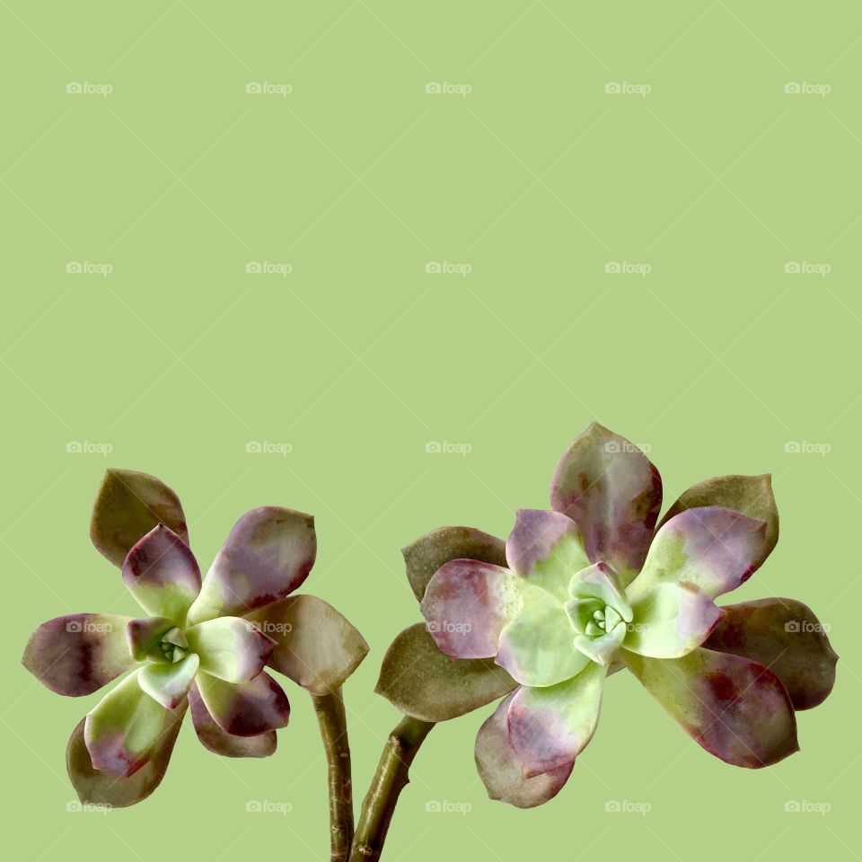 Backgrounds, copy space, succulent Graptopetalum against background 