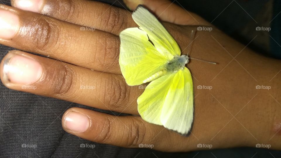 Beautiful Butterfly  In Hand