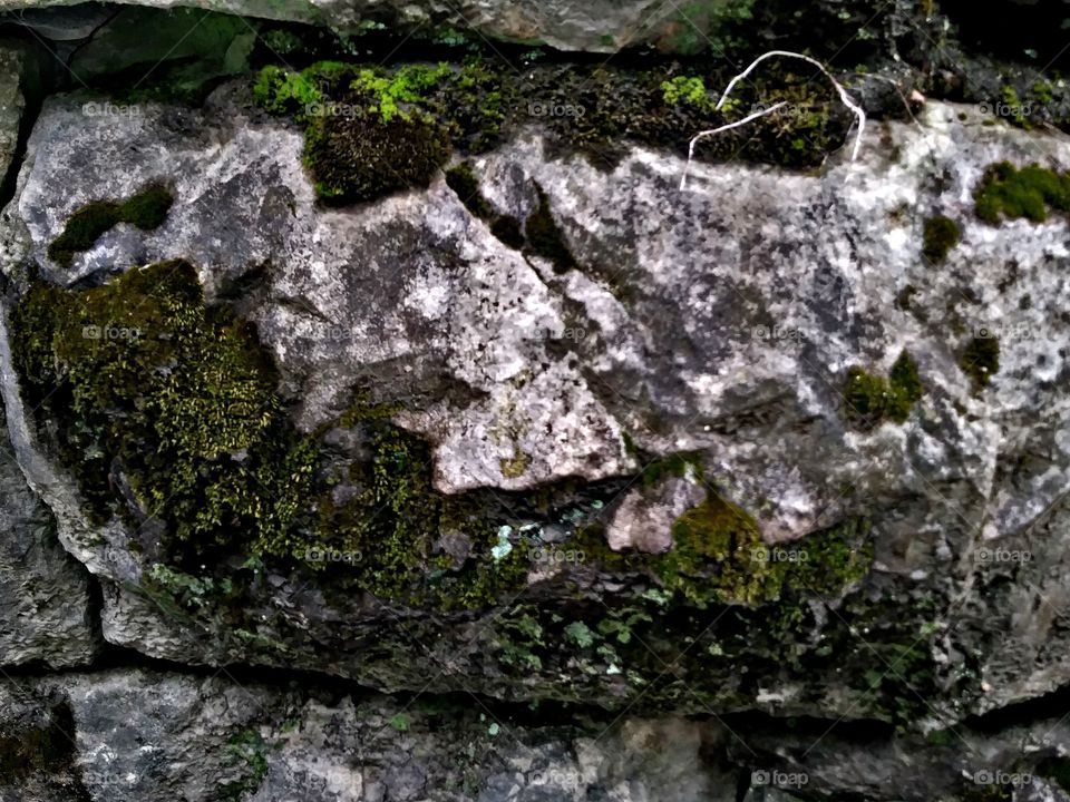 Moss on Rock
