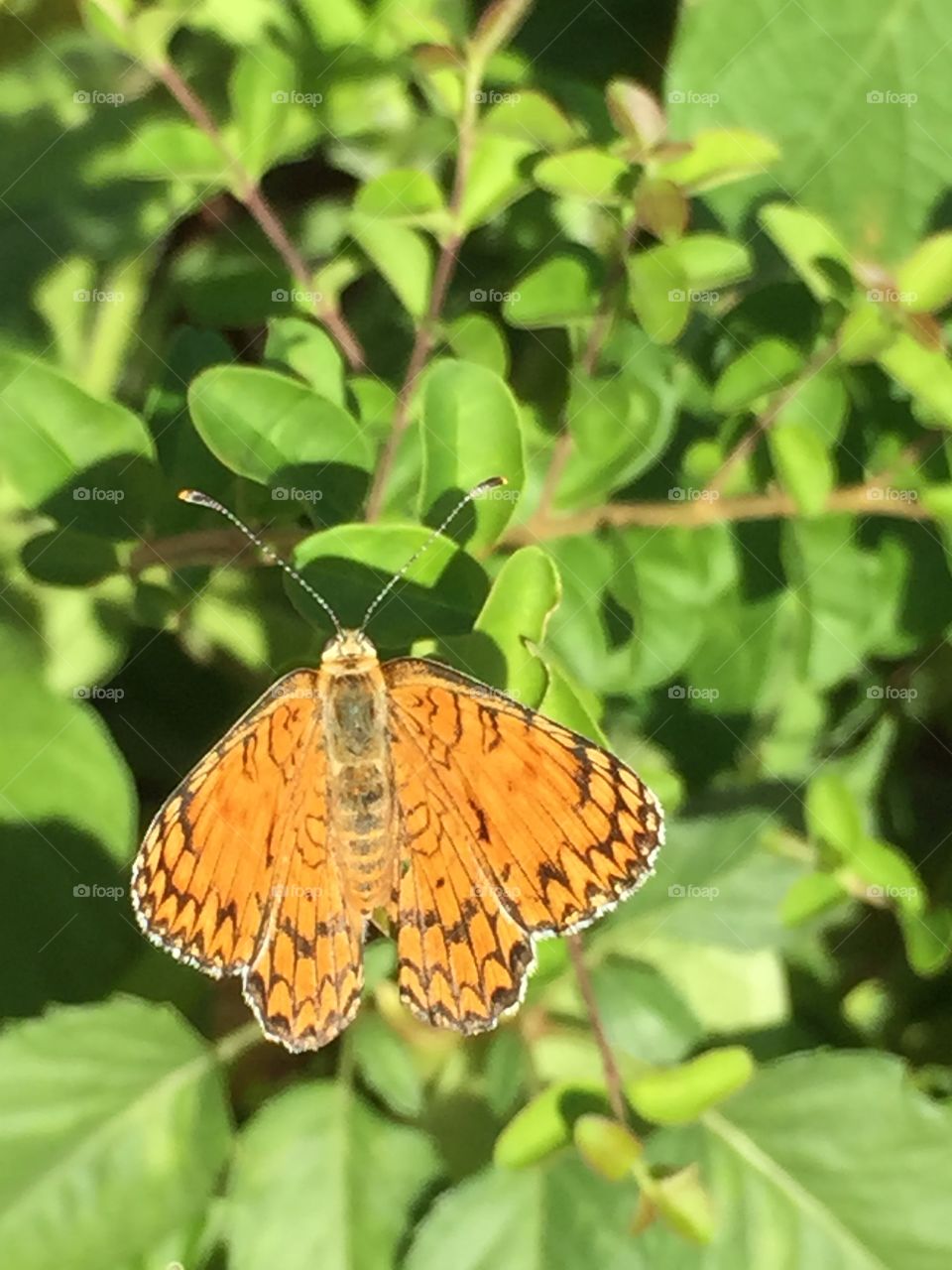 Small butterfly. Small and soft butterfly over a plant