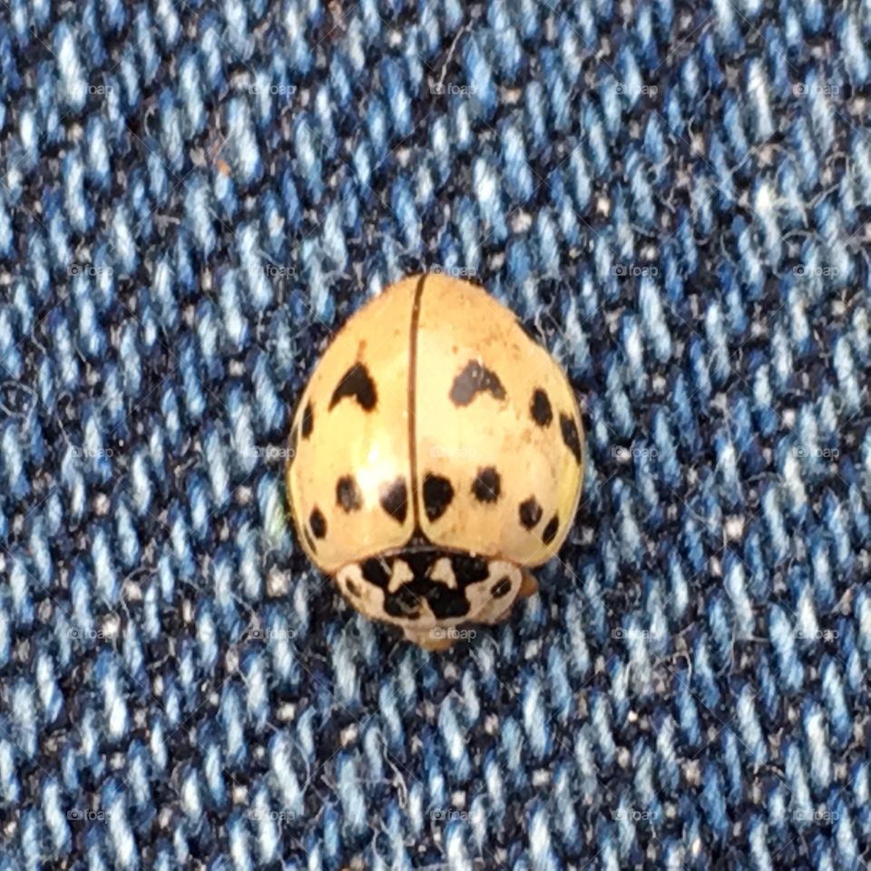 Golden Ladybug