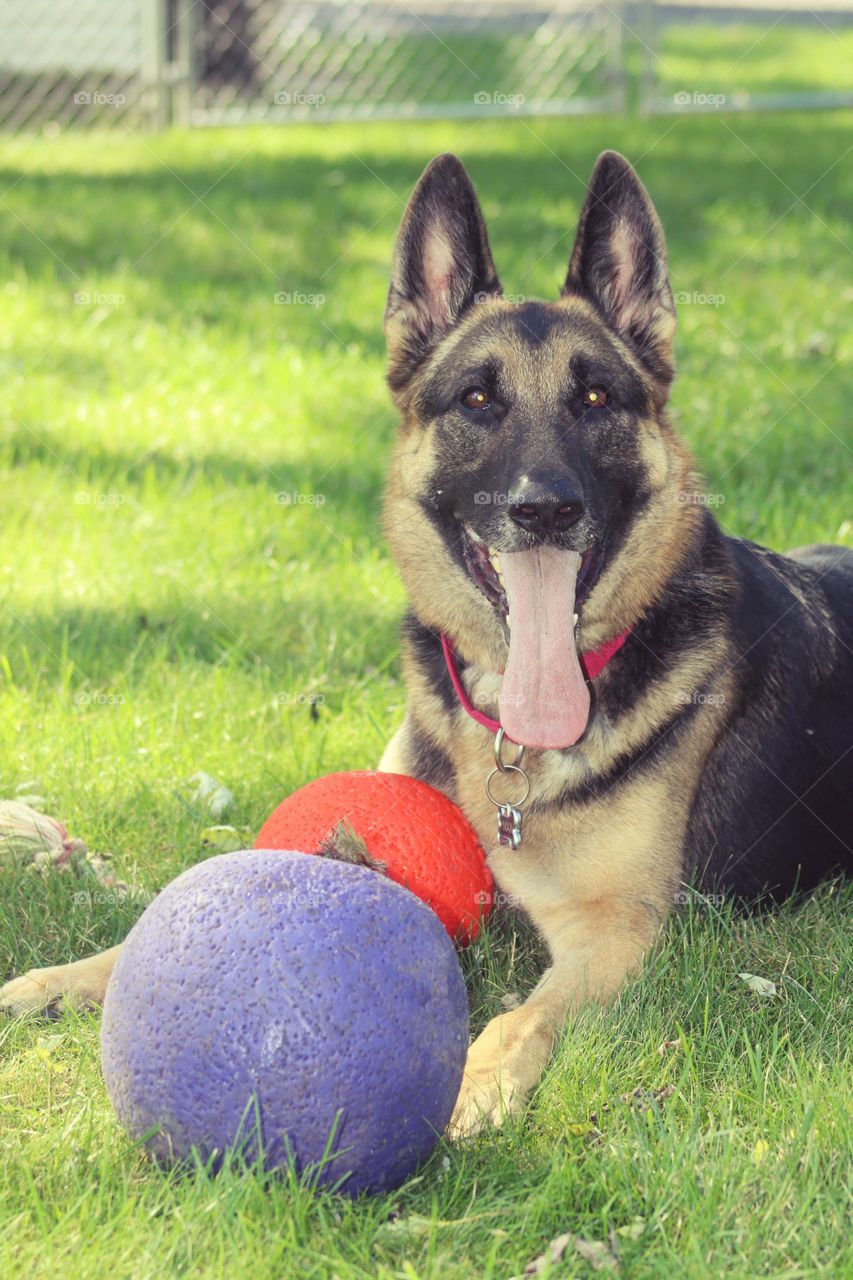 Max wanting to play fetch with his balls