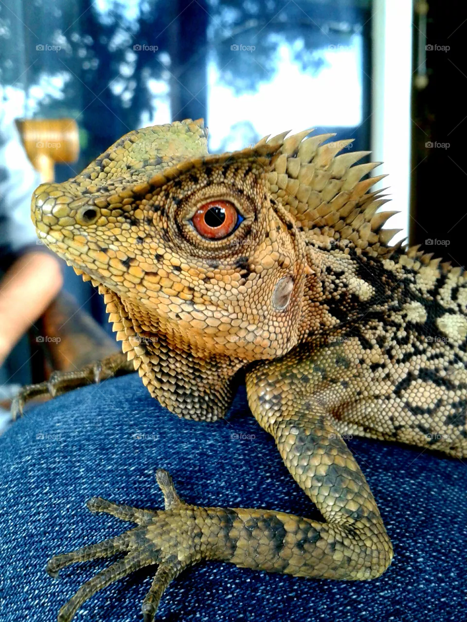 Iguana