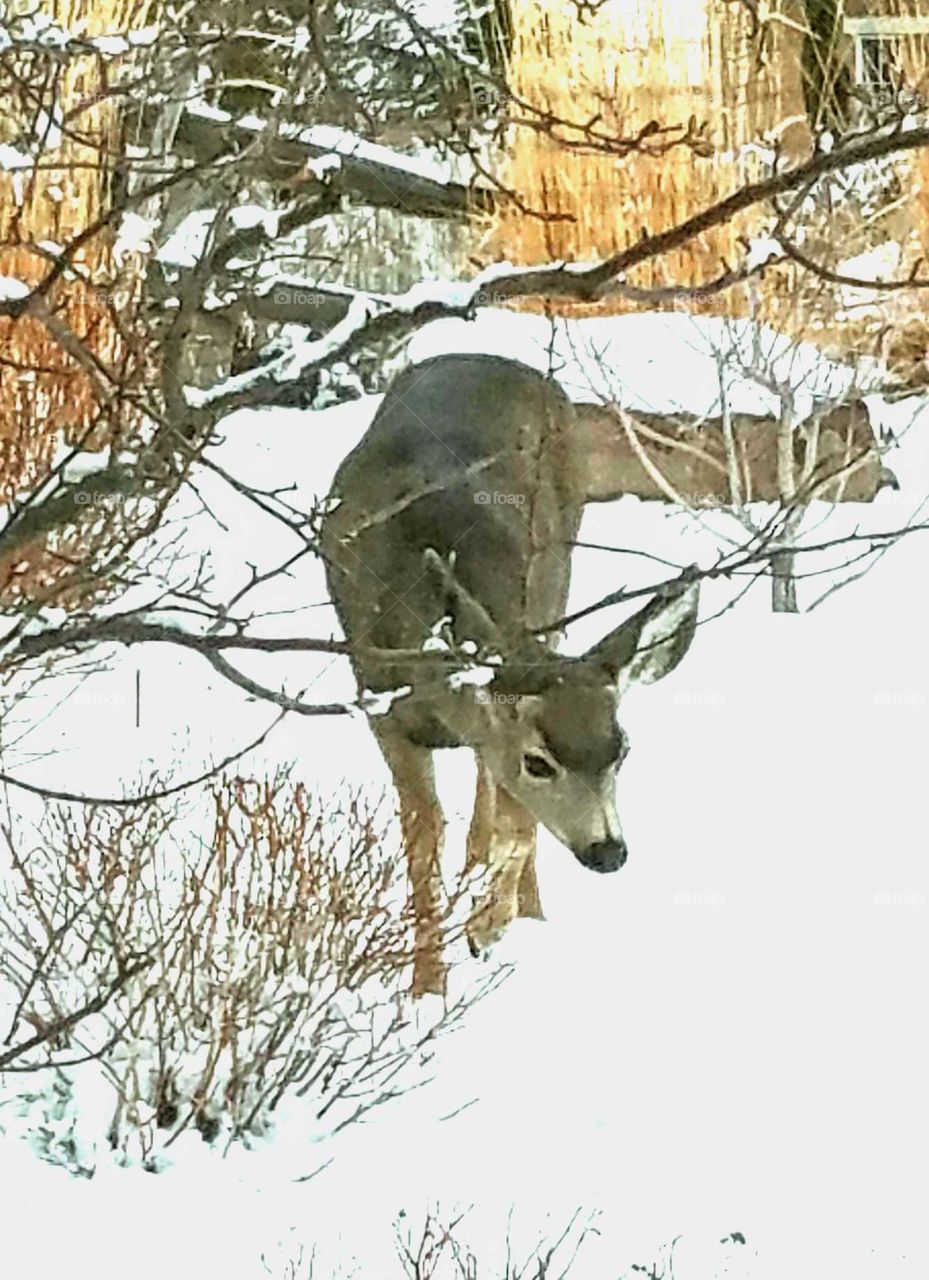A doe seeking food in a backyard after a winter snow