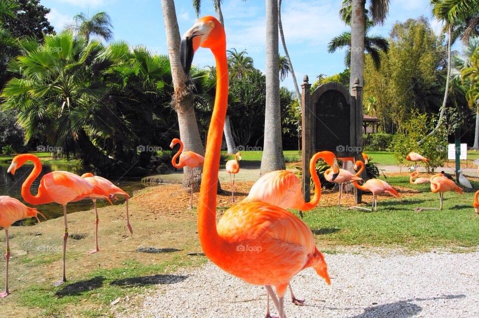 Flamingo