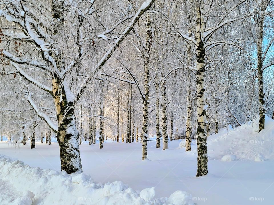 Beautiful winter landscape with many black&white birch trees in the middle of snow area with blue and light orange on the background