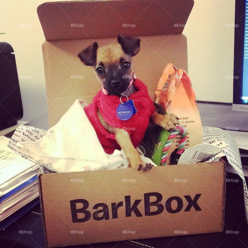 bark box