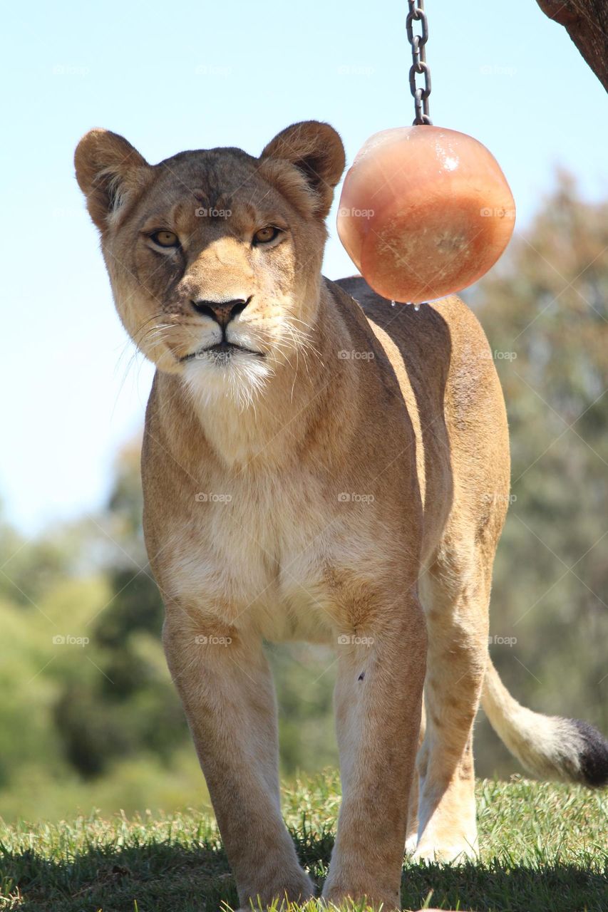 Lioness looking intently