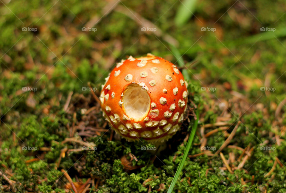 Poison mushroom in the forest