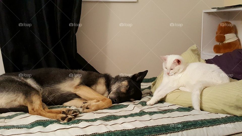 cats & dogs:best friends