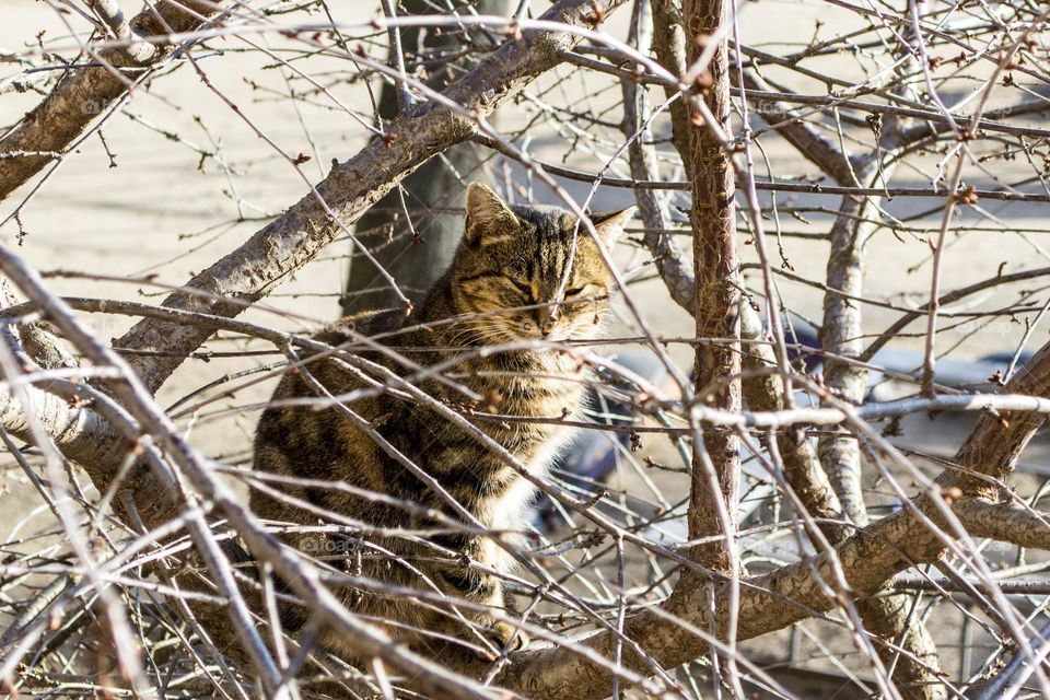 The cat is basking in the sun.