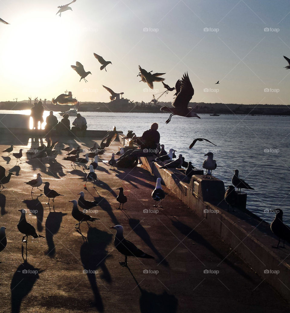 Pidgeons and people sunset silhouette