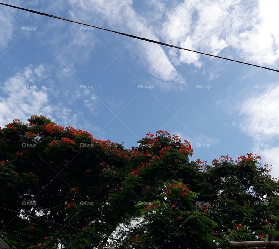 Krishna Sura flower with blue sky n white cloude.