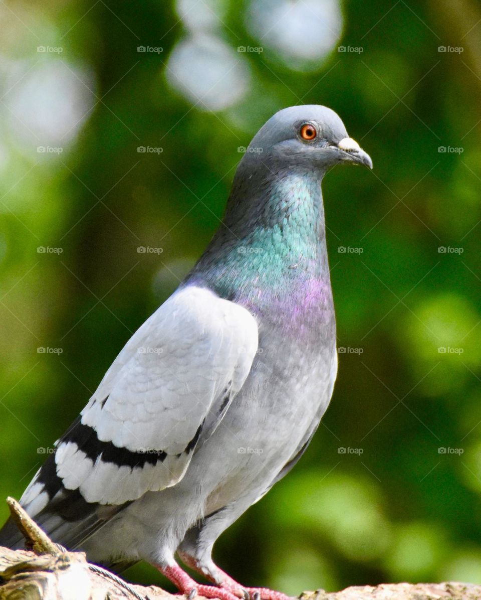 Pigeon 