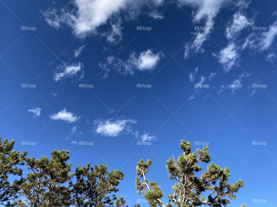 Deep blue sky above the tree tops. 