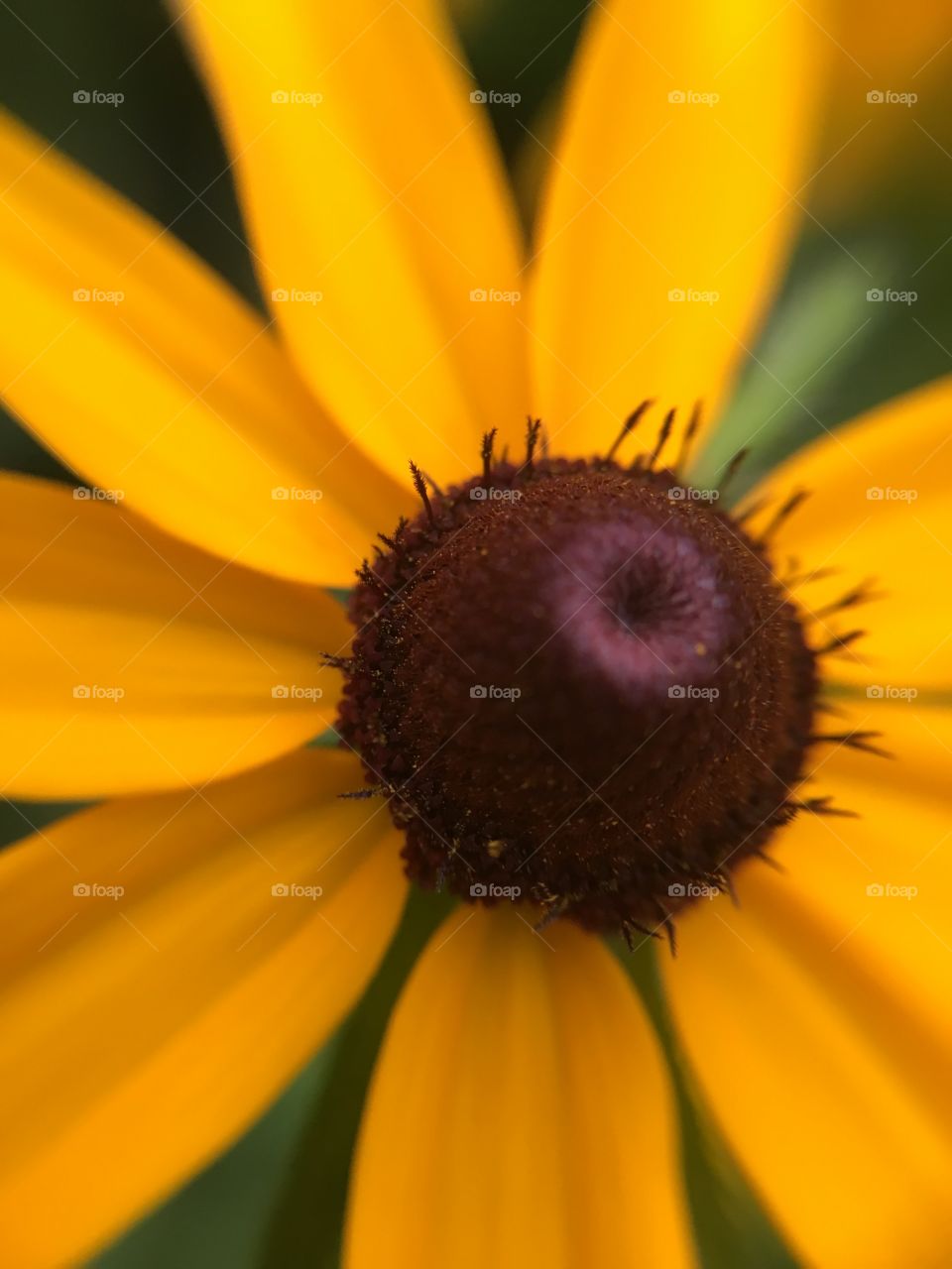 Black-eyed Susan 