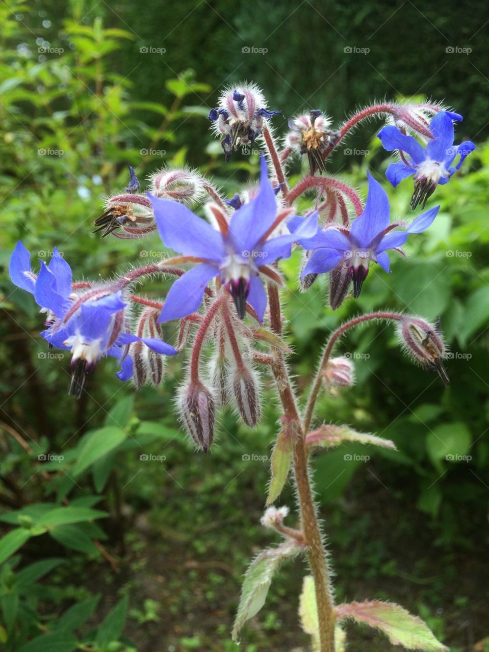 Beautiful borage with its tall sturdy fuzzy stems topped with delicate blue flowers.