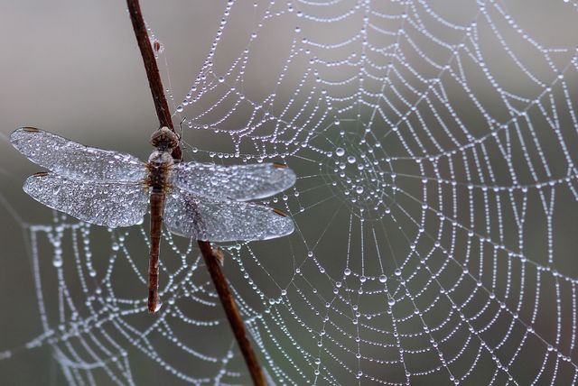 Rain on the web