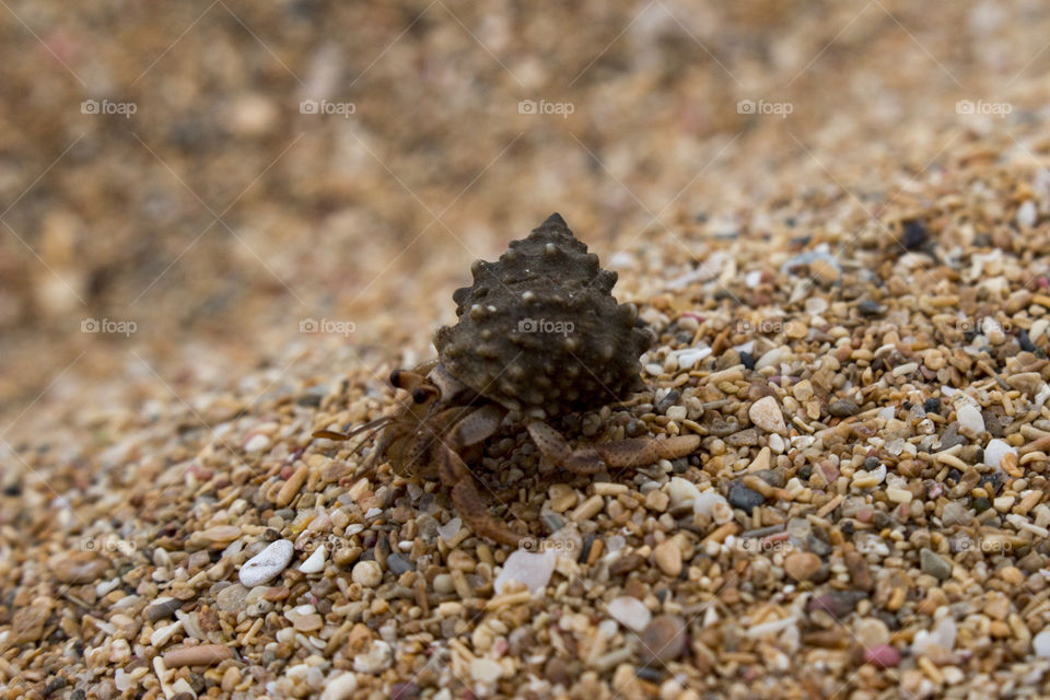 Hermitcrab