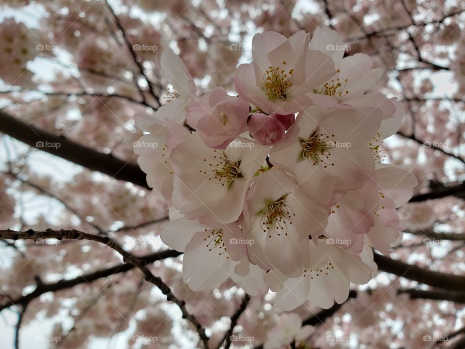 Cherry blossoms