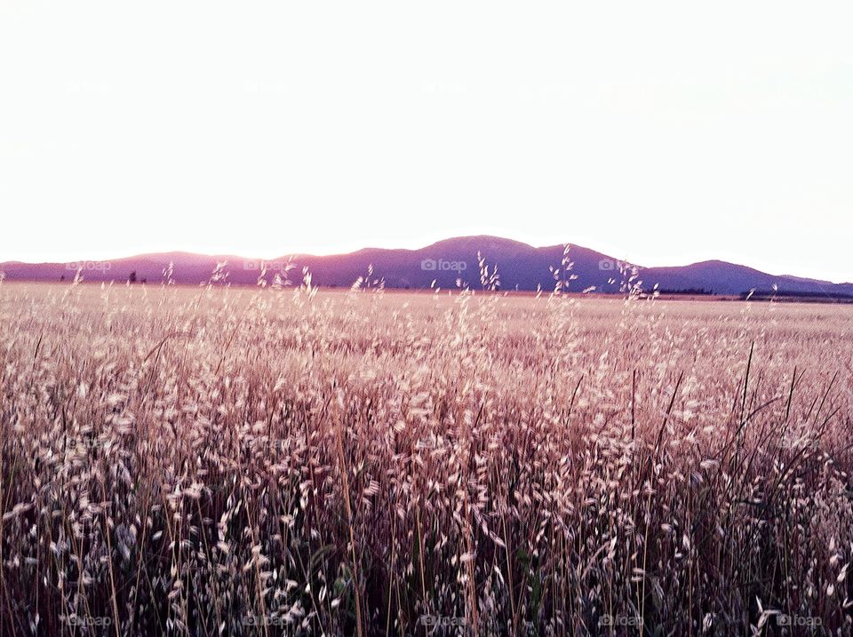 Summer Glow. Wheat fields in Hayden, Idaho. 