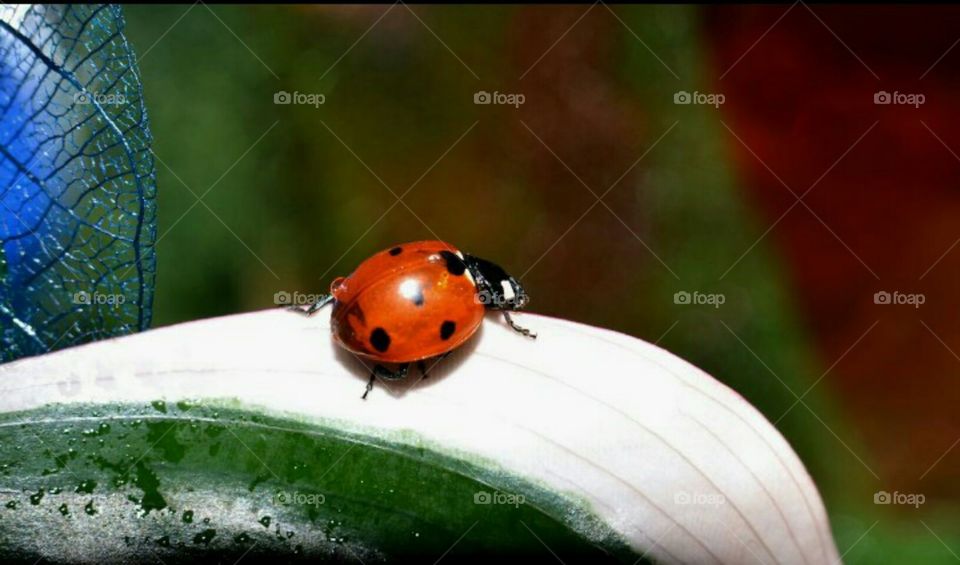 ladybug