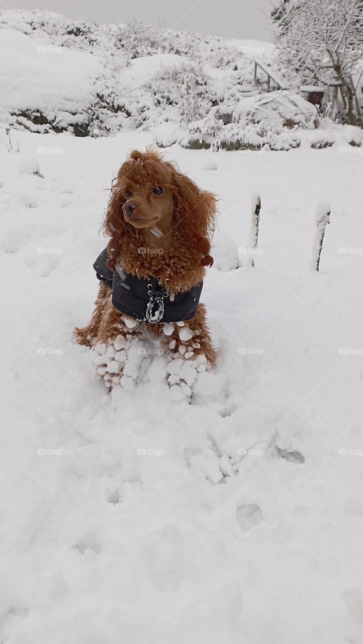 dog in snow