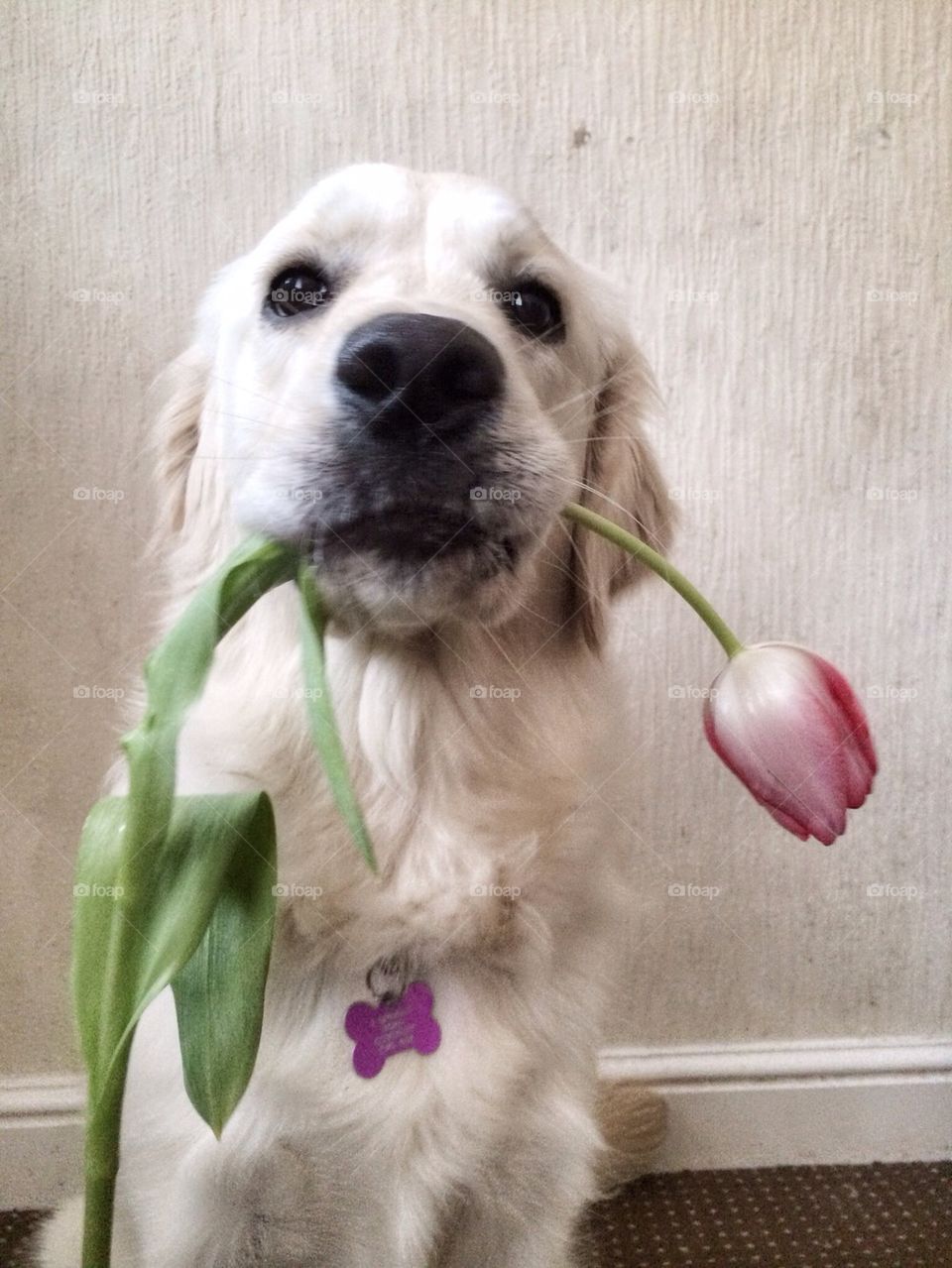 A dog carrying a flower