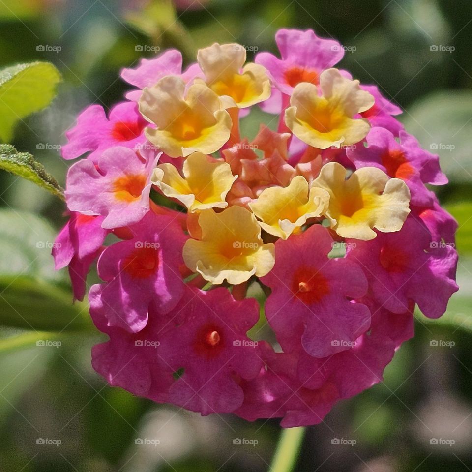 Nature's Palette Under the Embrace of the Sun