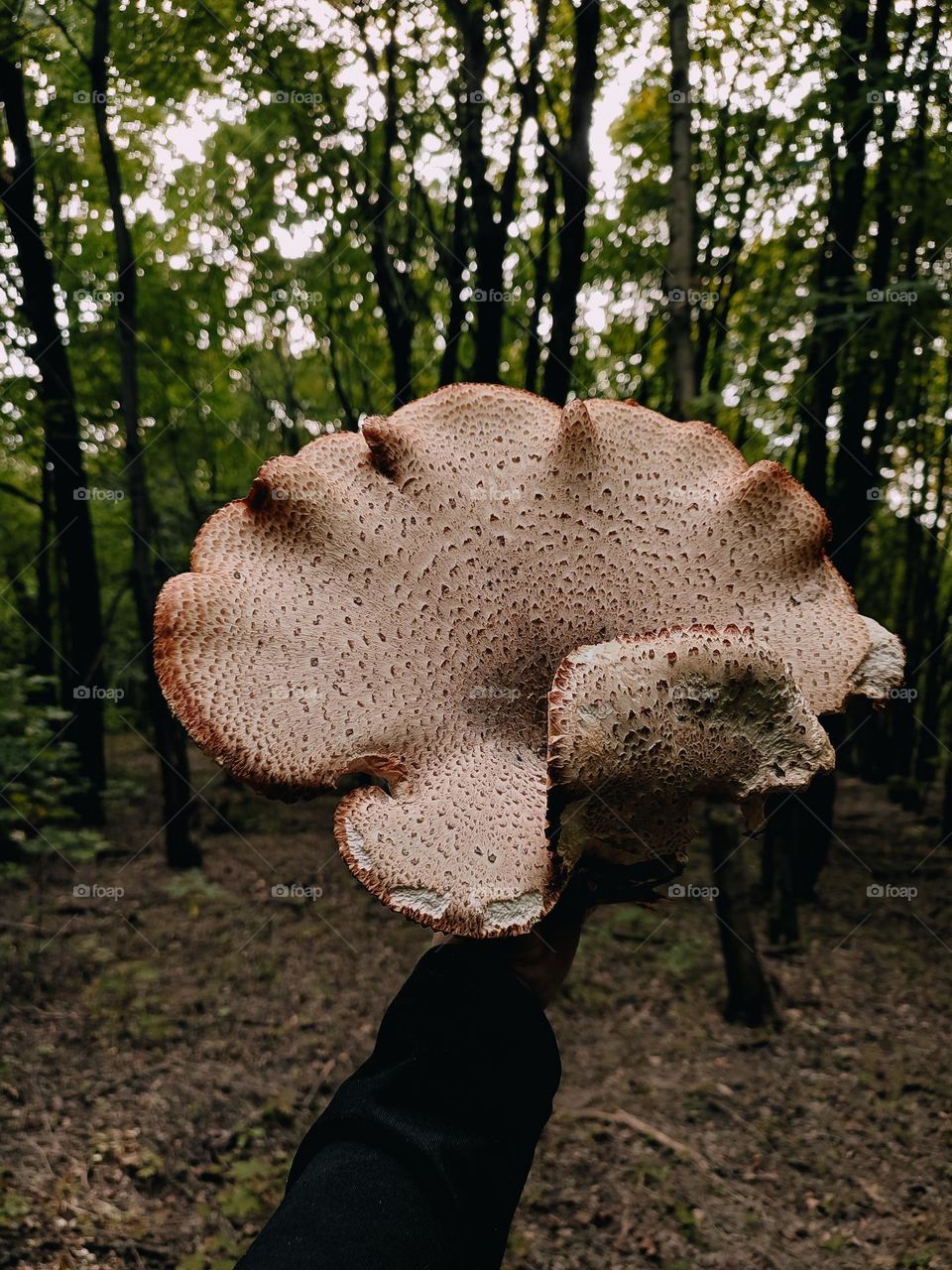 Giant wild mushroom Dryad’s saddle, Pheasant’s back mushroom, scaly polypore, Polyporus squamosus, Cerioporus squamosus in hand. Forager, forest findings