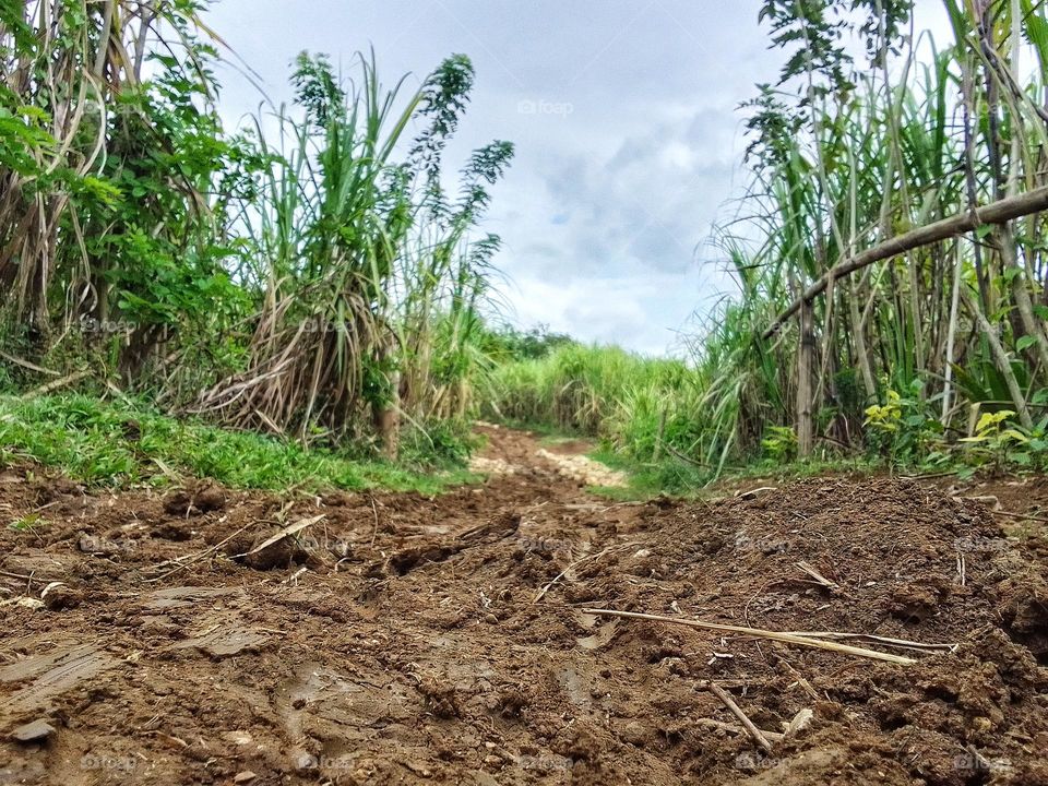 Philippines Farm land