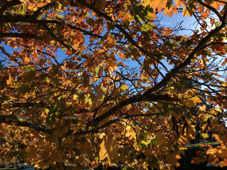 Low angle view of autumn tree