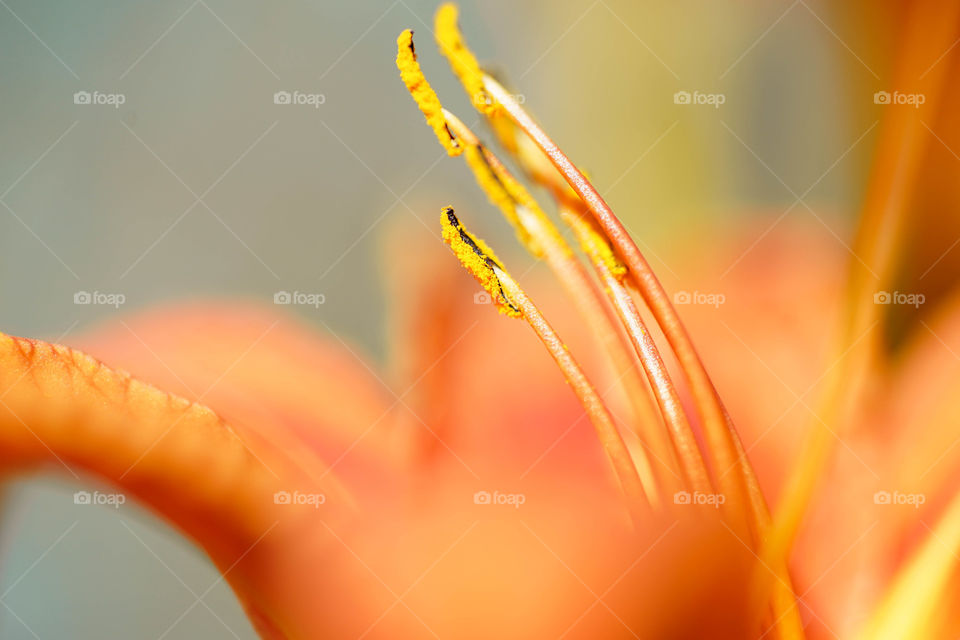 Extreme close-up of orange flower