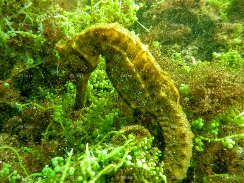 seahorse