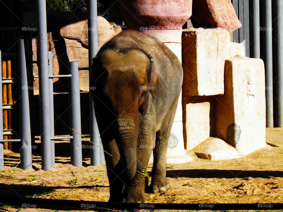 African elephant in its habitat of the Zoo of Madrid illuminated by the hot summer sun.