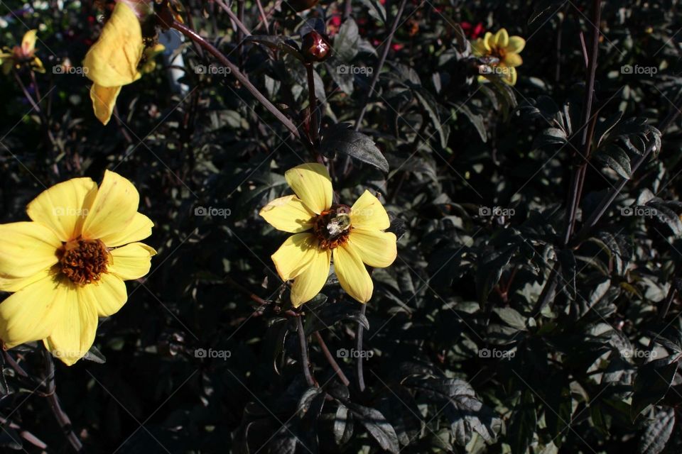 bees on yellow flowers with very dark background
