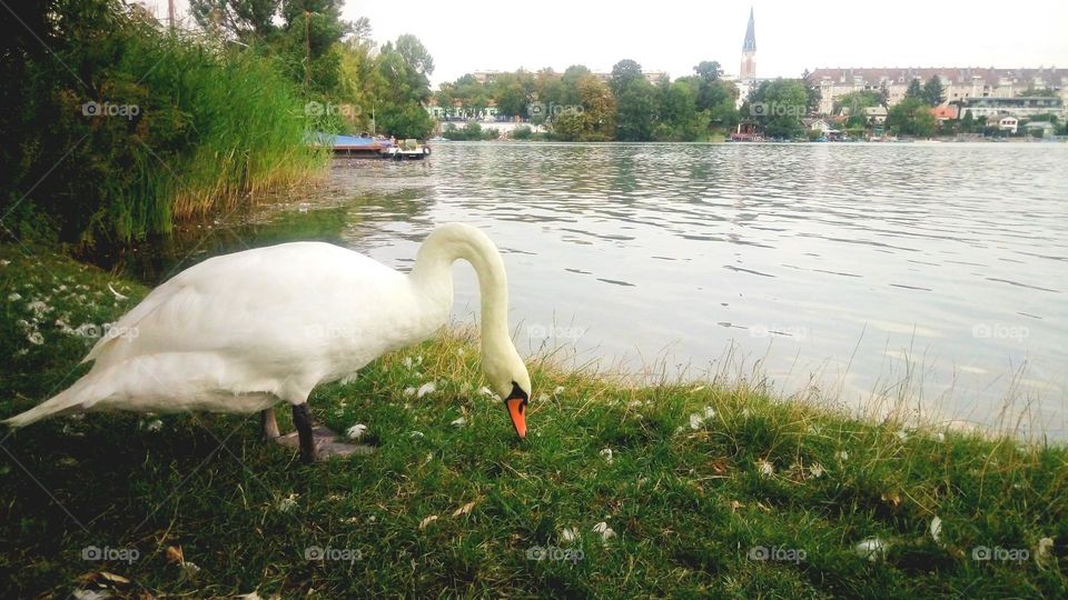 Swan hunger