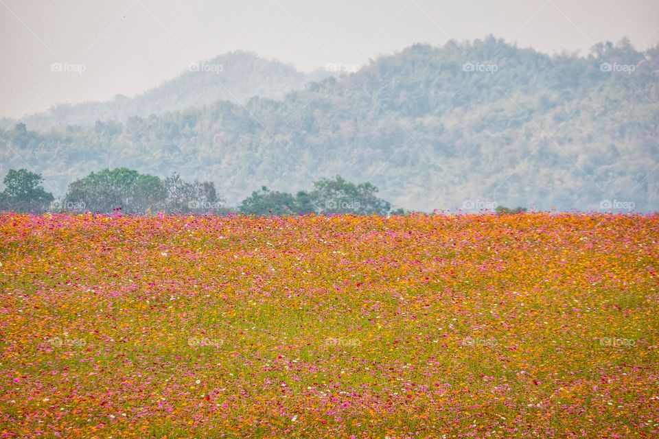 Beautiful flowers field in Chiang Rai , Thailand