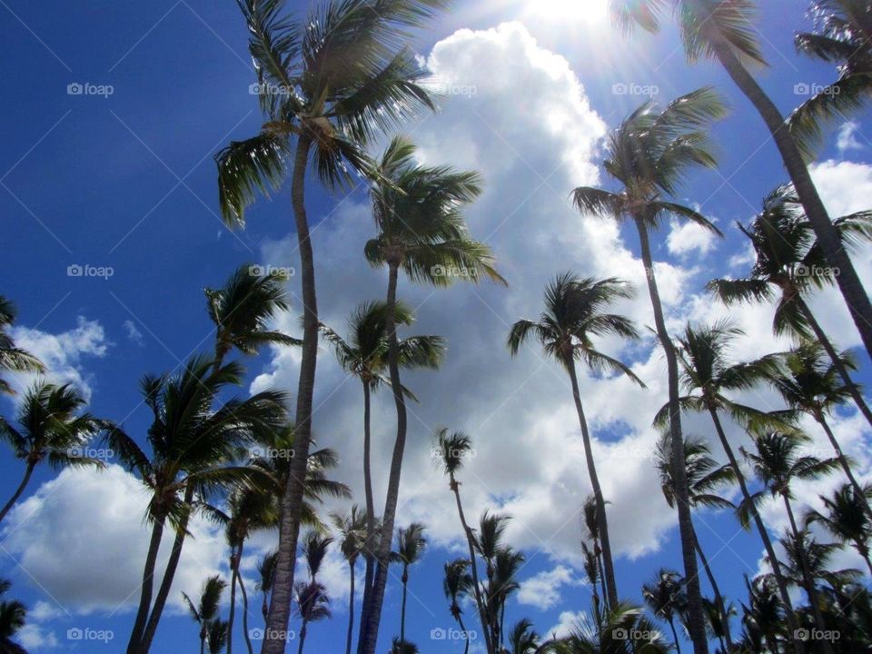 Palm trees blowing against huge white clouds.
