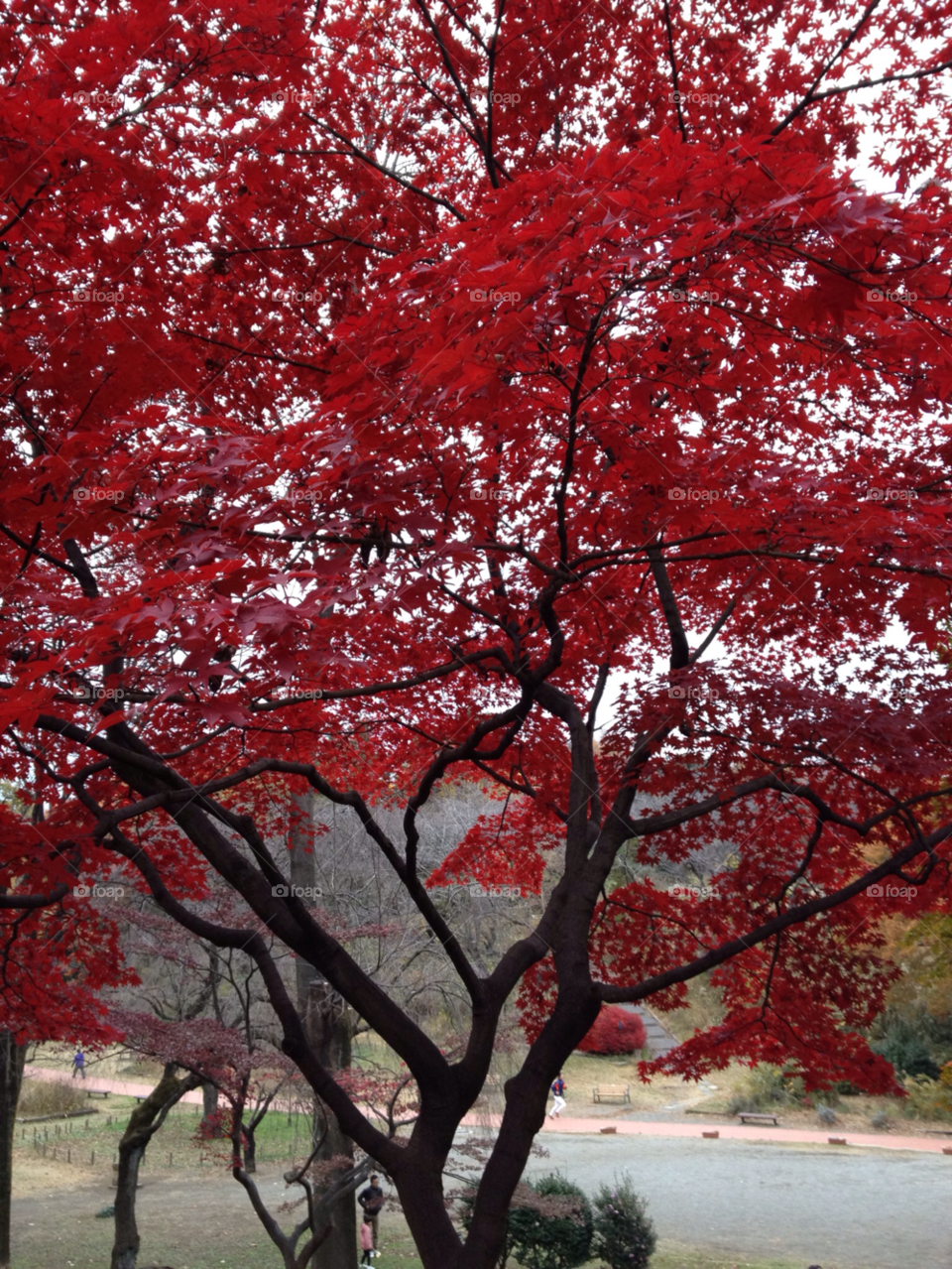 red leaves by sarukeiji