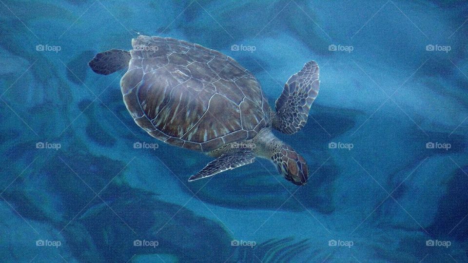 sea turtle @ Curaçao Dutch Caraïben